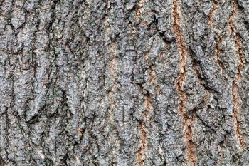 natural texture - grooved bark on old trunk of ashleaf maple tree (acer negundo) close up
