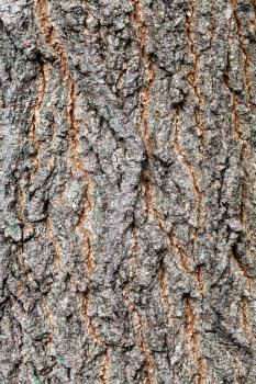 natural texture - rough bark on old trunk of maple ash tree (acer negundo) close up