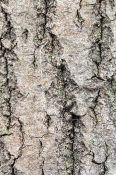 natural texture - uneven bark on old trunk of maple tree (acer platanoides) close up
