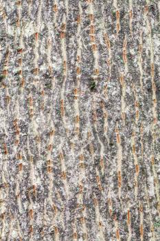 natural texture - textured bark on trunk of maple tree (acer platanoides) close up