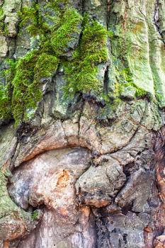 natural texture - gnarled bark on mature trunk of oak tree (quercus robur) close up