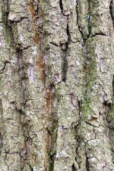 natural texture - grooved and mossy bark on old trunk of oak tree (quercus robur) close up
