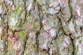 natural texture - mossy bark on mature trunk of pine tree close up