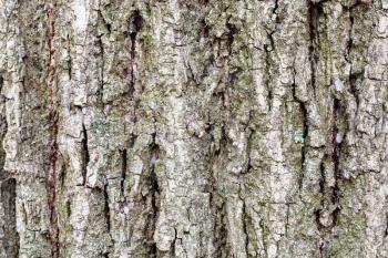 natural texture - cracked bark on old trunk of poplar tree (populus nigra) close up