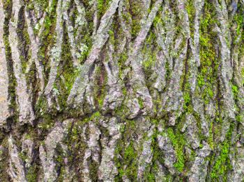 natural texture - mossy and cracked bark on mature trunk of willow tree close up
