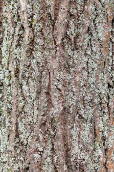 natural texture - rough bark on mature trunk of willow tree with lichen close up