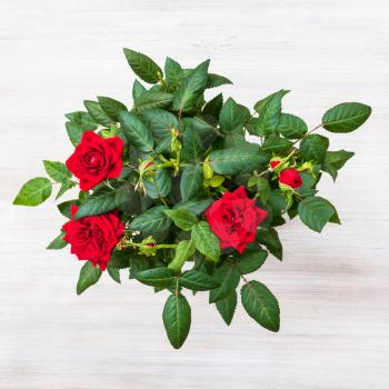 top view of green bush with fresh red rose flowers on gray wooden board