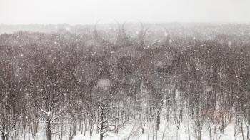 panoramic view of heavy snowfall over woods in Timiryazevskiy park in Moscow in winter day