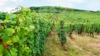 travel to France - vineyard beds on hill in region of Alsace Wine Route in summer day