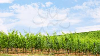travel to France - blue sky over green vineyard on hill in region of Alsace Wine Route in summer day