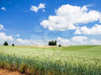 country landscape - view of cereal field under blue sky with white clouds in Picardy region of France in summer day