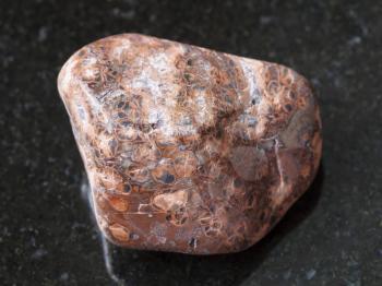 macro shooting of natural mineral rock specimen - polished leopardskin jasper gemstone on dark granite background