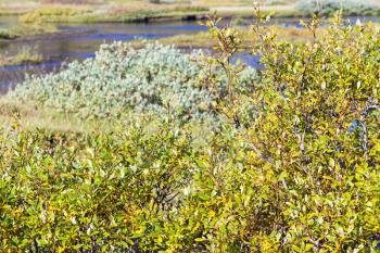 travel to Iceland - green riverbank of Oxara river in Thingvellir national park in autumn