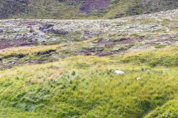 travel to Iceland - green slope with icelandic sheeps in Hveragerdi Hot Spring River Trail area in september