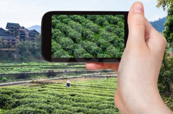 travel concept - tourist photographs tea plantation in Chengyang village in Sanjiang Dong Autonomous County in China in spring on smartphone