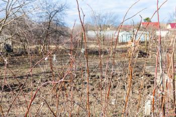 bare twigs of raspberry bushes in rural garden in sunny day