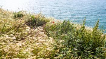 travel to France - grasses on edge of Cap Gris-Nez of English channel in Cote d'Opale district in Pas-de-Calais region of France in summer day