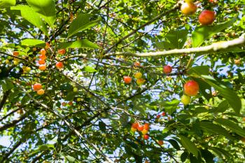 travel to France - red and yellow fruits on cherry tree in Cotes-d'Armor department of Brittany in sunny summer day
