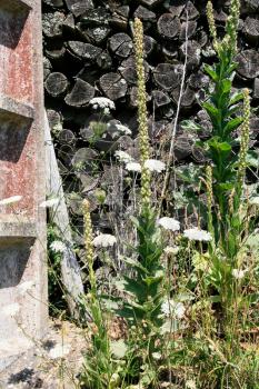 country landscape - old woodpile and yarrow flowers on backyard of abandoned rural house in Val de Loire region of France in summer sunny day