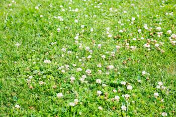 country landscape - green meadow with white clover flowers in Val de Loire region of France in sunny summer day