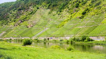 country landscape - road and vineyards on hill slope along Mosel river in Cochem - Zell region on Moselle wine route in sunny summer day in Germany