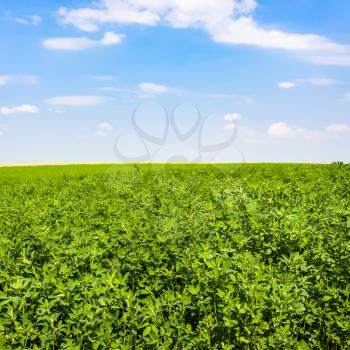 country landscape - medicago plant on green field under blue sky near village L'Epine Marne in sunny summer day in Champagne region of France