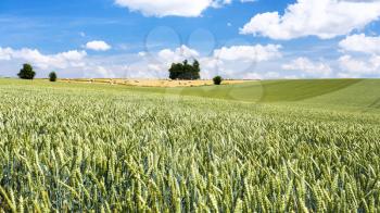 country landscape - wheat field under blue sky with white clouds in Picardy region of France in summer day