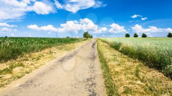 country landscape - country road between cereal fields in Picardy region of France in summer day