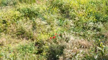 travel to France - red poppy flowers on meadow on Cap Gris-Nez of English channel in Cote d'Opale district in Pas-de-Calais region of France in summer day