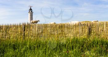 travel to France - sheeps in corral near lighthouse on Cap Gris-Nez of English channel in Cote d'Opale district in Pas-de-Calais region of France in summer day