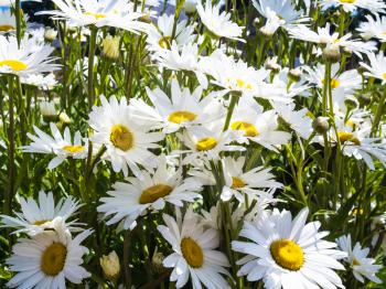 travel to France - many daisy flowers of flowerbed in Cotes-d'Armor department of Brittany in sunny summer day