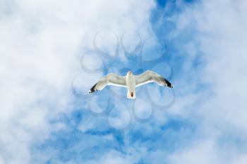 travel to France - sea gull soars in blue sky with white clouds over Atlantic ocean coast in Paimpol region of Cotes-d'Armor department of Brittany in summer