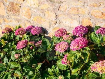 travel to France - traditional pink hydrangea flowers near house wall in Ploubazlanec village of Paimpol region in Cotes-d'Armor department of Brittany in summer evening