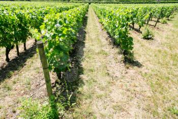 country landscape - green vineyard in Val de Loire region of France in summer day