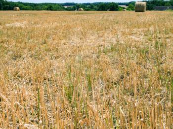 country landscape - stalks on harvested field in Val de Loire region of France in summer sunny day