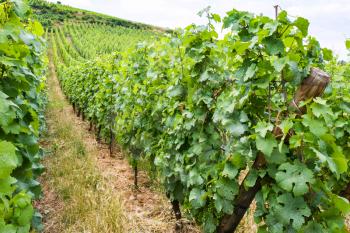 travel to France - vineyard in region of Alsace Wine Route in summer day