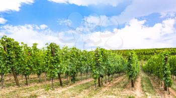 travel to France - blue sky over vineyard in region of Alsace Wine Route in summer day