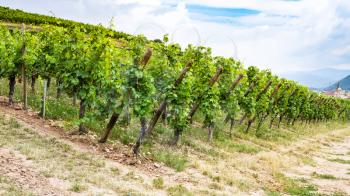 travel to France - green vineyard on hill in region of Alsace Wine Route in summer day