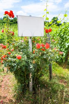 travel to France - blank information board and roses bush near vineyard in region of Alsace Wine Route in summer day
