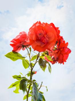 travel to France - rose flowers near vineyard in region of Alsace Wine Route and blue sky with white clouds on background