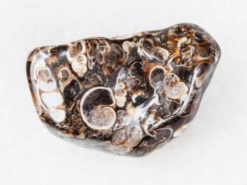 macro shooting of natural mineral rock specimen - polshed Turritella Agate gem stone on white marble background from Wyoming, USA
