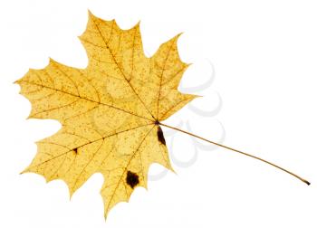 fallen yellow leaf of acer tree isolated on white background