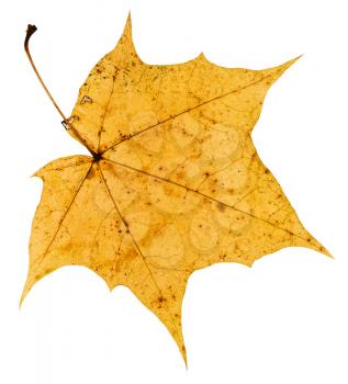 back side of old yellow autumn leaf of maple tree isolated on white background