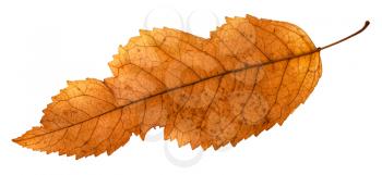 back side of broken leaf of ash tree isolated on white background