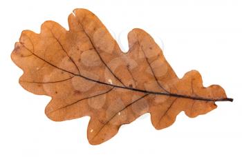 back side of autumn brown leaf of oak tree isolated on white background