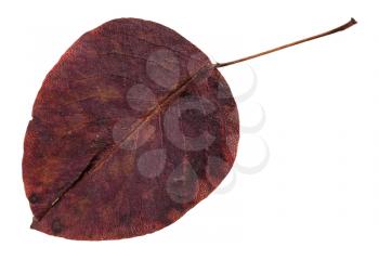 rotten autumn leaf of pear tree isolated on white background