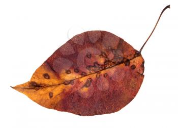 colorful rotten autumn leaf of apple tree isolated on white background
