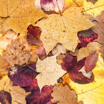 natural autumn background from many fallen leaves of oak, maple, alder, ash, trees