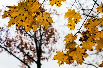 branch with yellow maple leaves in urban Timiryazevskiy park in Moscow city in autumn evening