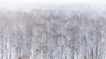 panoramic view of forest in snowfall in cold winter day